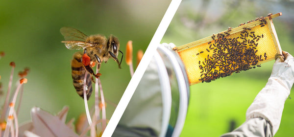 Spring Beekeeping 2025: Your Ultimate SOS Guide for Hives Down Under